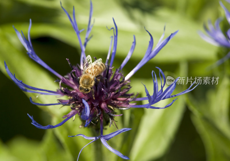 大昆虫蜜蜂(Apis mellifera)在紫色的花